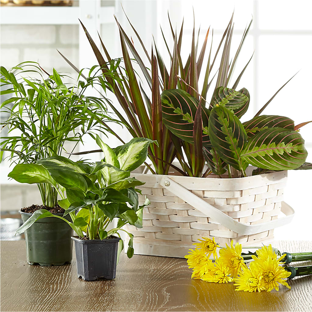 Florist Designed Blooming and Green Plants in a Basket – C & D FLORAL LTD, Pincher Creek AB