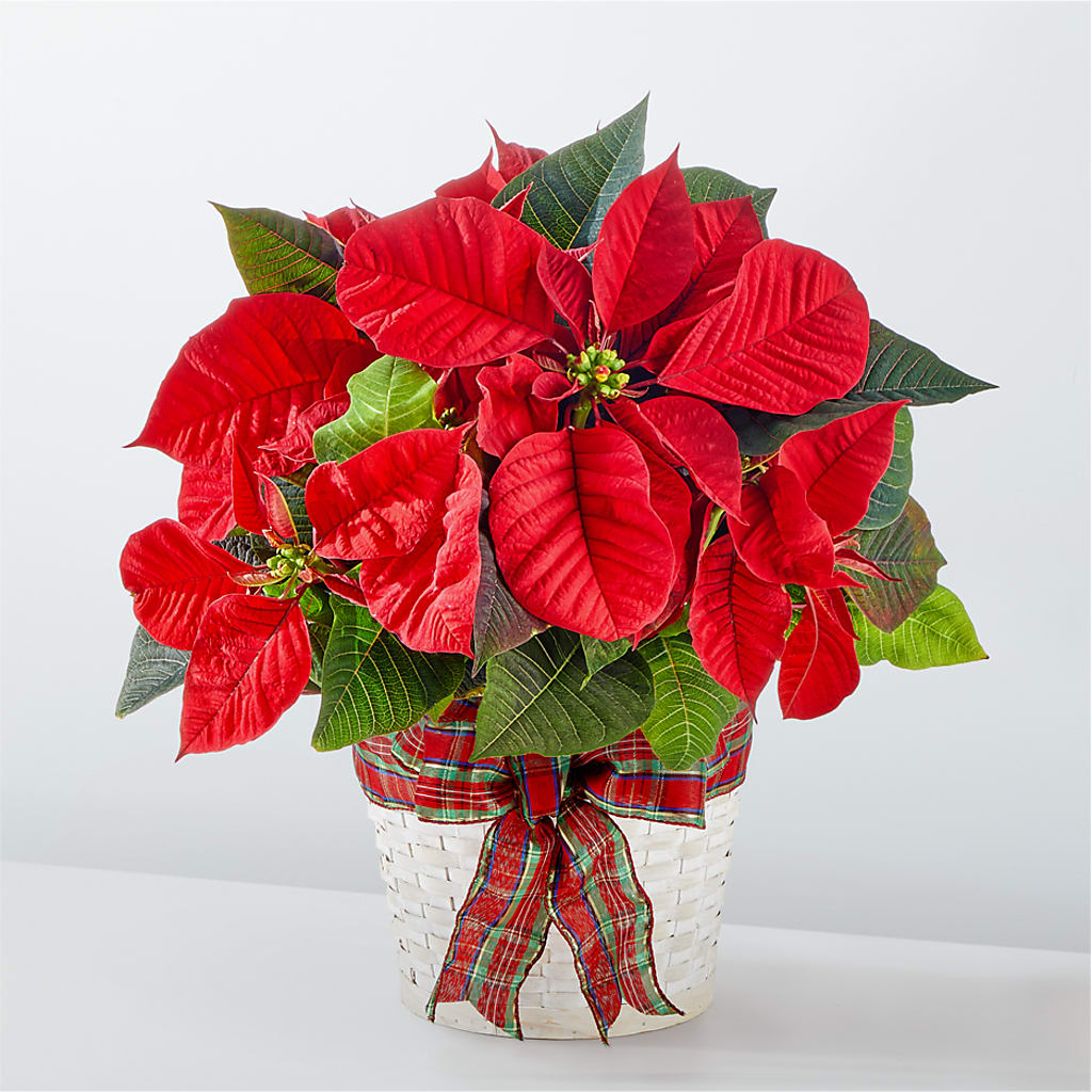 Happiest Holidays Poinsettia – C & D FLORAL LTD, Pincher Creek AB