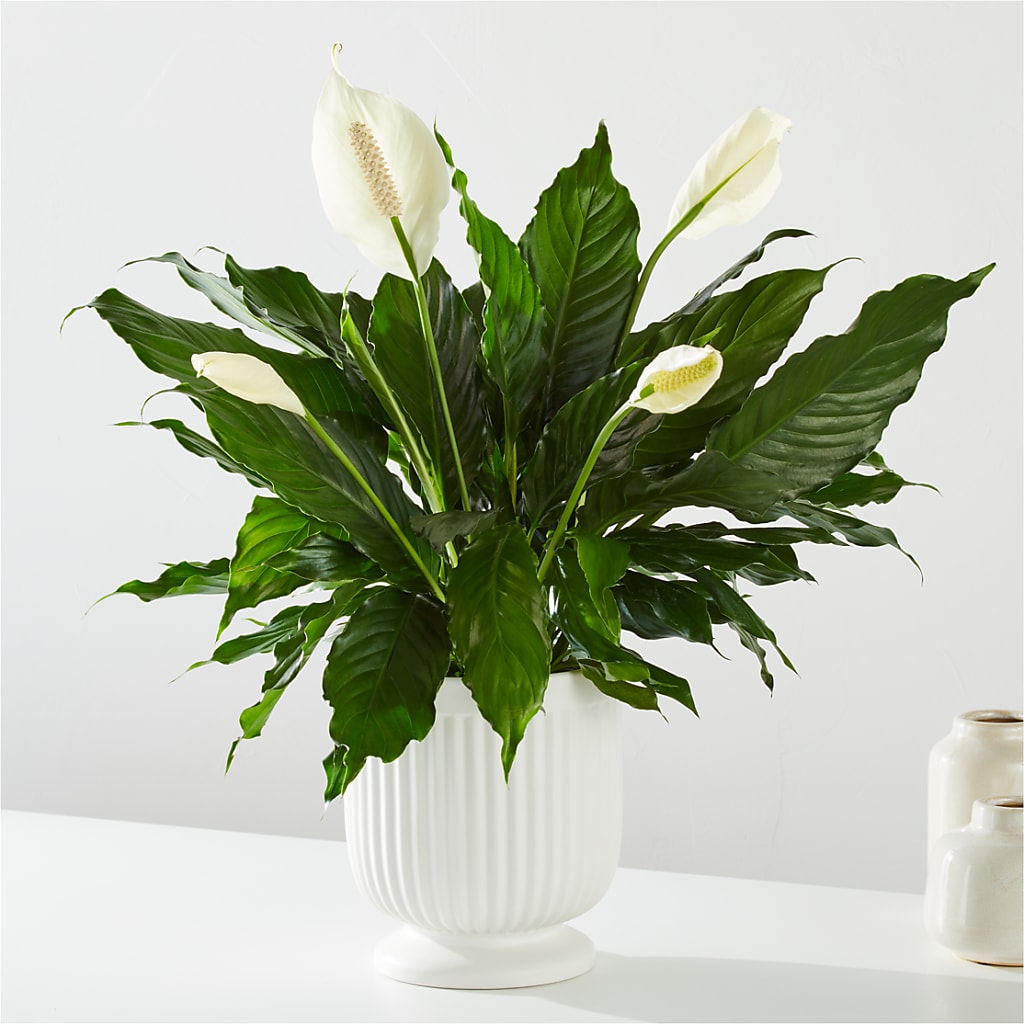 Comfort Planter – C & D FLORAL LTD, Pincher Creek AB