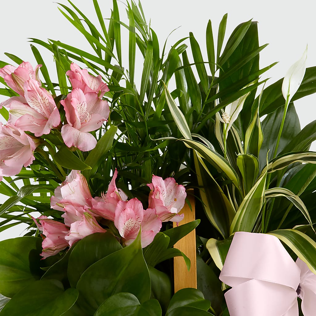 Living Spirit Dishgarden – C & D FLORAL LTD, Pincher Creek AB