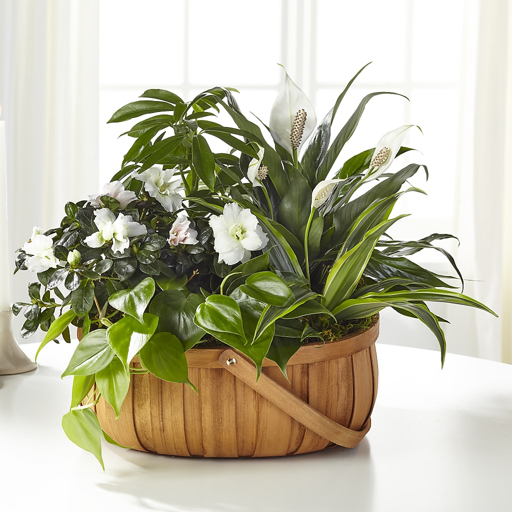 Serene Dishgarden – C & D FLORAL LTD, Pincher Creek AB