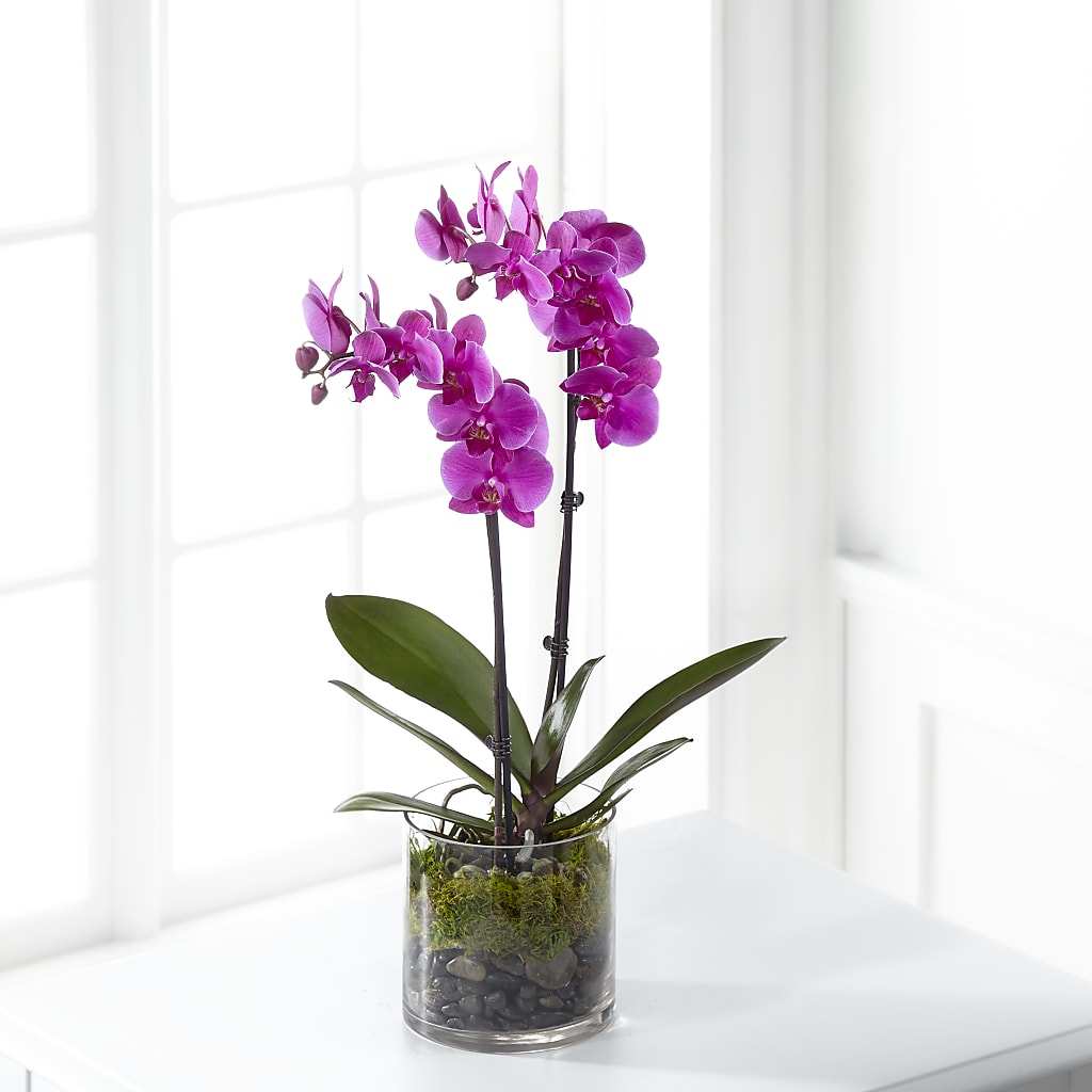 Pink Orchid Plant – C & D FLORAL LTD, Pincher Creek AB