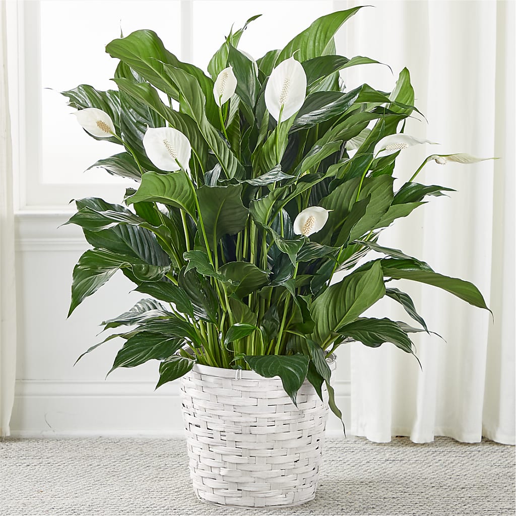 A New Leaf Peace Lily – C & D FLORAL LTD, Pincher Creek AB