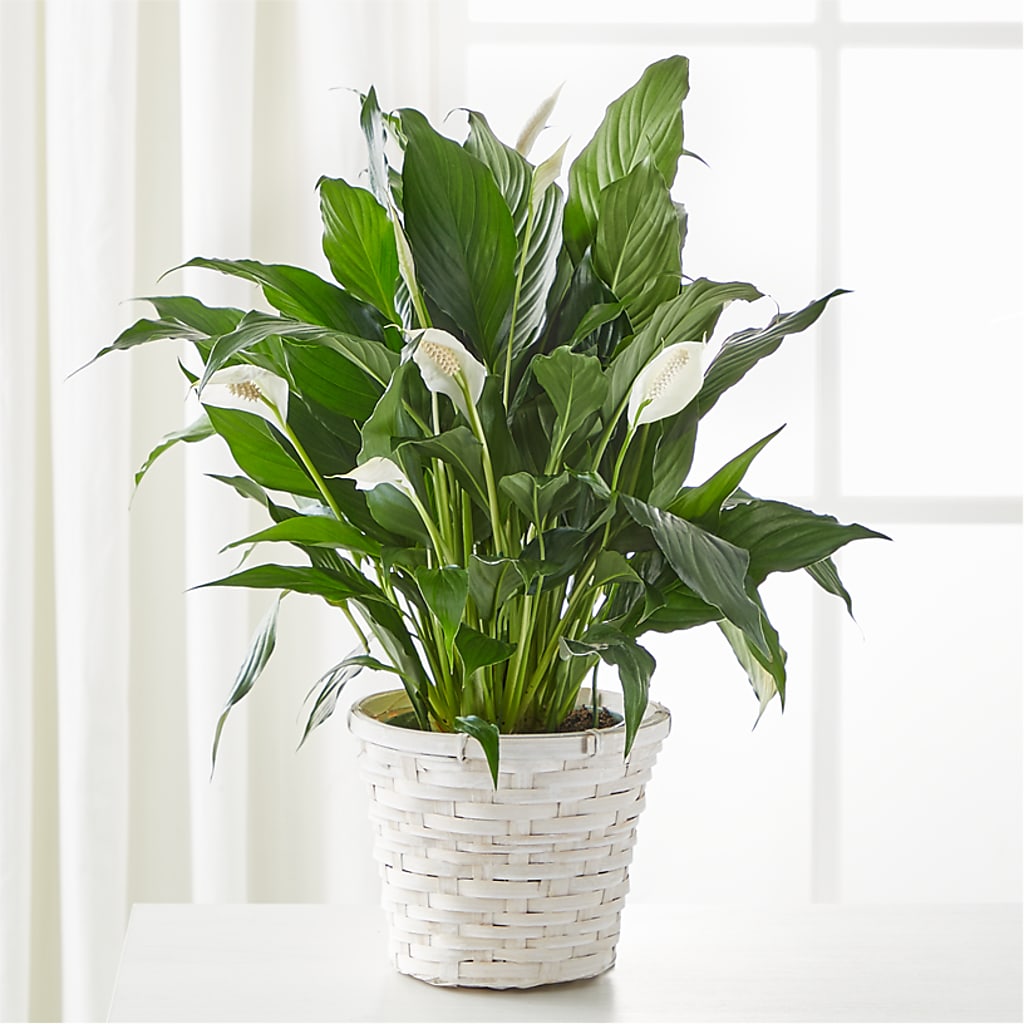 A New Leaf Peace Lily – C & D FLORAL LTD, Pincher Creek AB