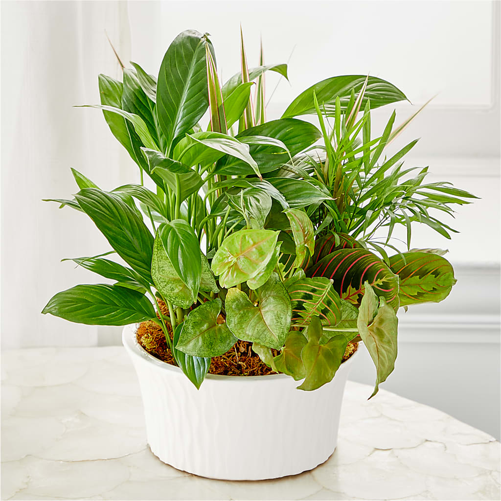 Balance & Harmony Dishgarden – C & D FLORAL LTD, Pincher Creek AB