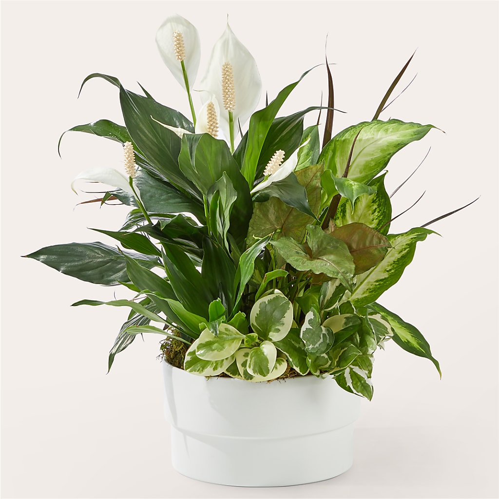 Radiating Positivity Dishgarden – C & D FLORAL LTD, Pincher Creek AB