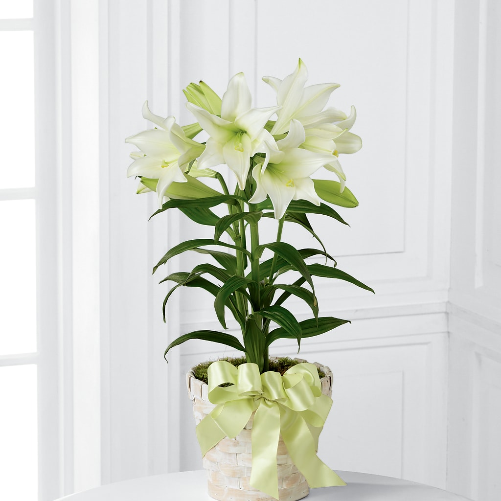 Easter Lily Plant – C & D FLORAL LTD, Pincher Creek AB