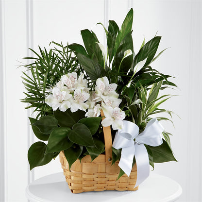 Peace & Serenity Dishgarden – C & D FLORAL LTD, Pincher Creek AB