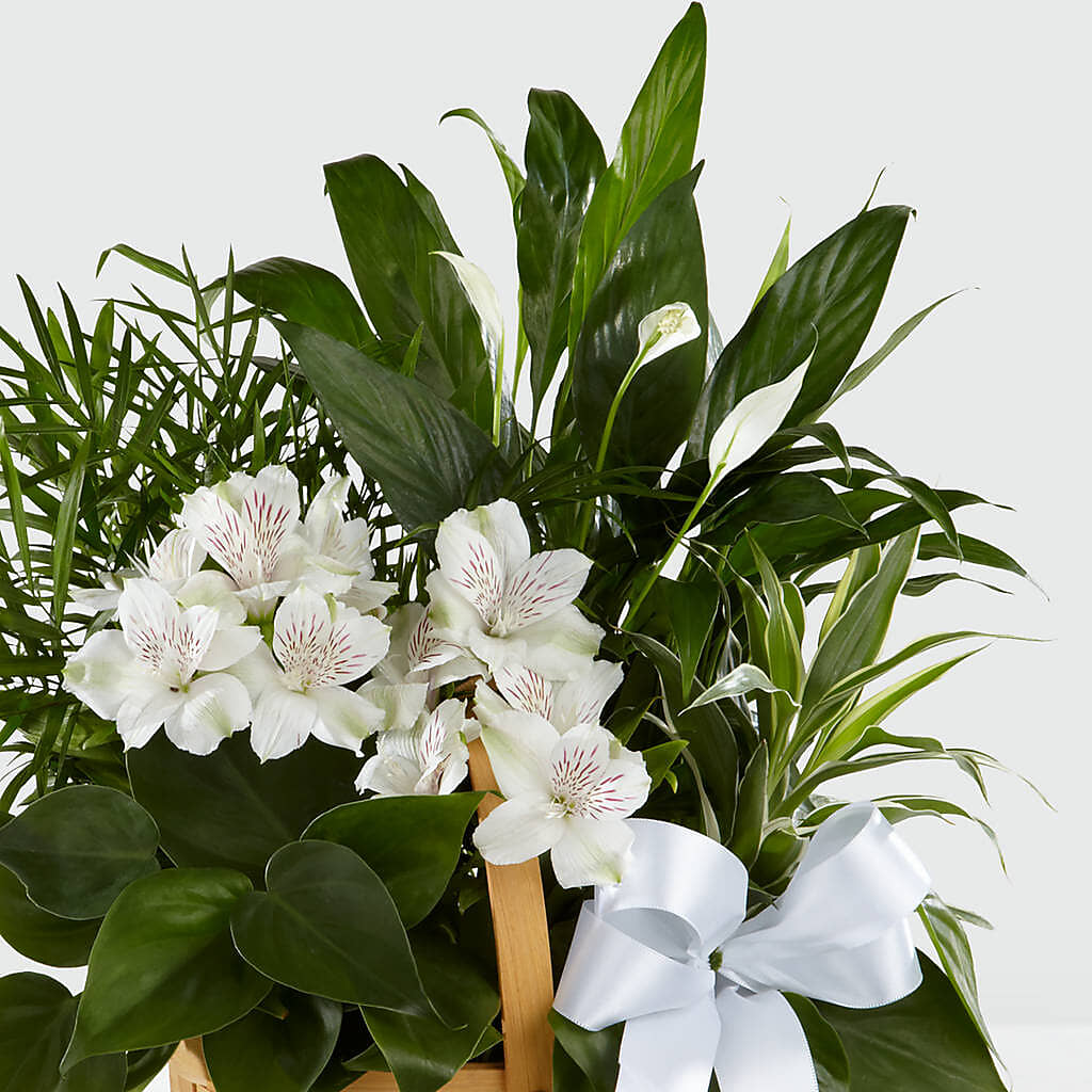 Peace & Serenity Dishgarden – C & D FLORAL LTD, Pincher Creek AB