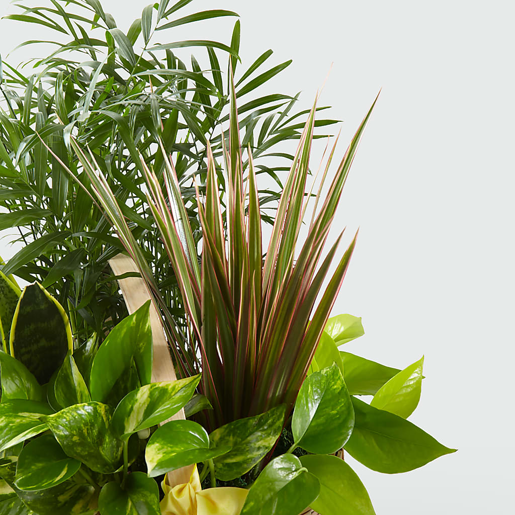 French Garden – C & D FLORAL LTD, Pincher Creek AB