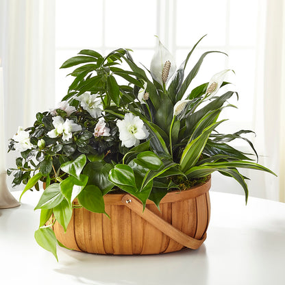Serene Dishgarden – C & D FLORAL LTD, Pincher Creek AB