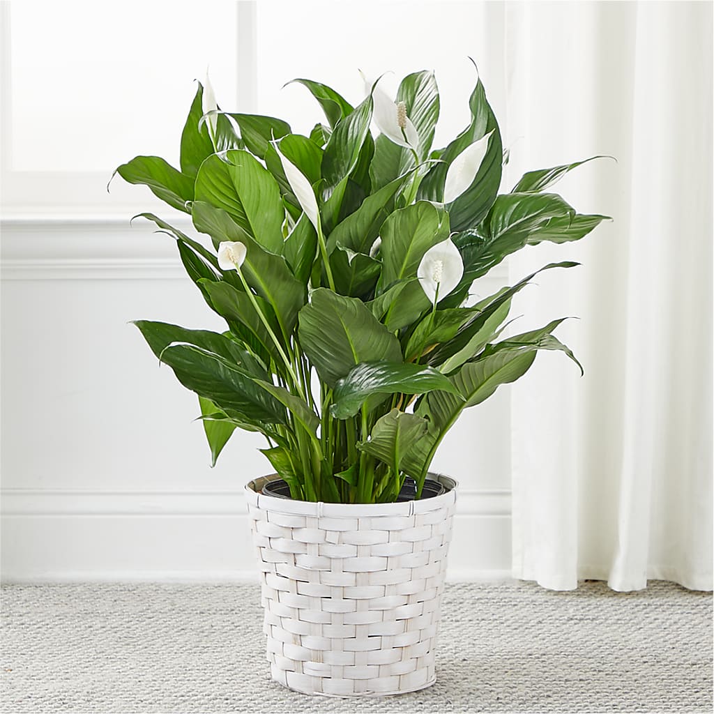 A New Leaf Peace Lily – C & D FLORAL LTD, Pincher Creek AB