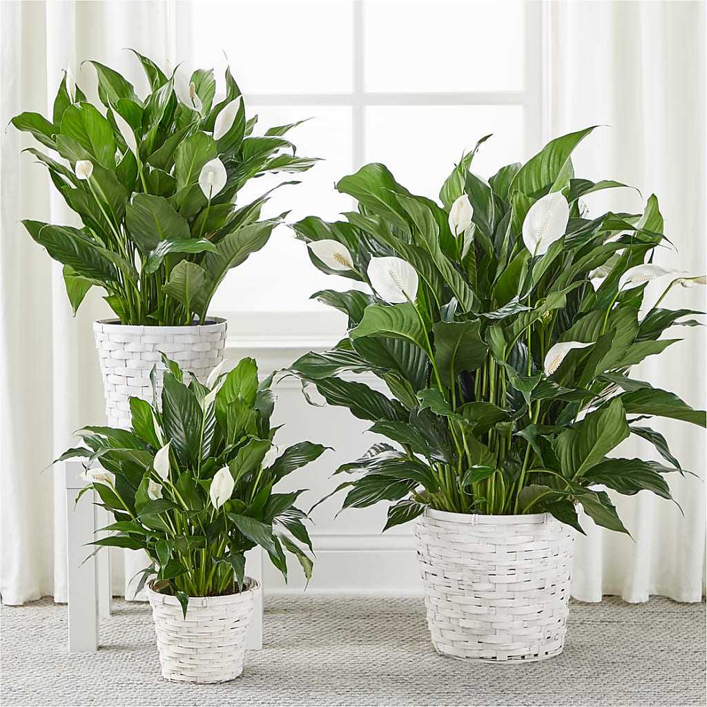 A New Leaf Peace Lily – C & D FLORAL LTD, Pincher Creek AB