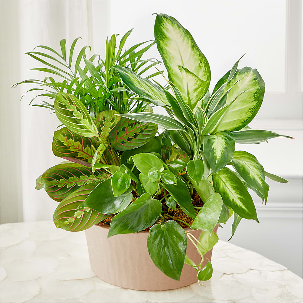 Balance & Harmony Dishgarden – C & D FLORAL LTD, Pincher Creek AB