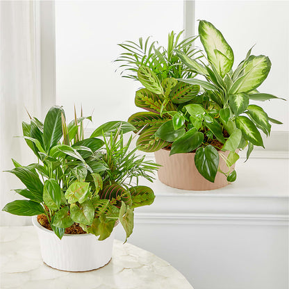 Balance & Harmony Dishgarden – C & D FLORAL LTD, Pincher Creek AB