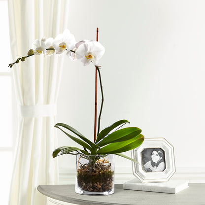 White Orchid Planter – C & D FLORAL LTD, Pincher Creek AB